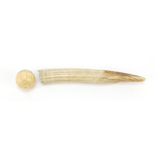 416 - Ivory walrus tooth and a billard ball, the largest 27cm in length