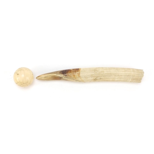 416 - Ivory walrus tooth and a billard ball, the largest 27cm in length