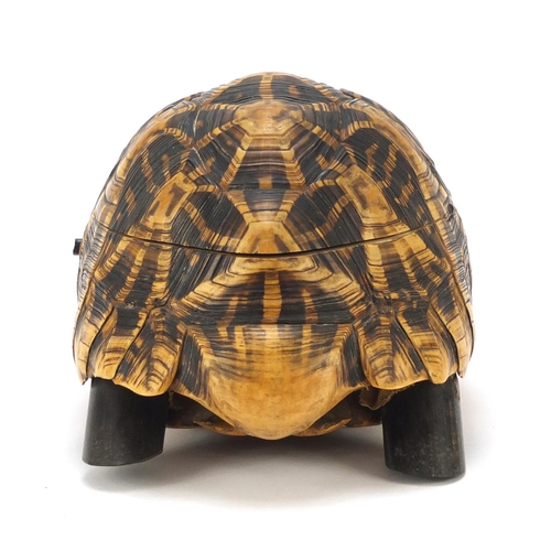 237 - Anglo-Indian star tortoise tea caddy with ebony, fruitwood and exotic inlay, 26cm in length