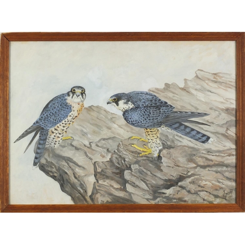 512 - K J Wood 1969 - Two falcons on rocks, signed gouache, framed, 52cm x 37cm excluding the frame