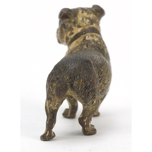 19 - Austrian cold painted bronze Bulldog, possibly by Franz Xaver Bergmann, indistinct impressed marks t... 
