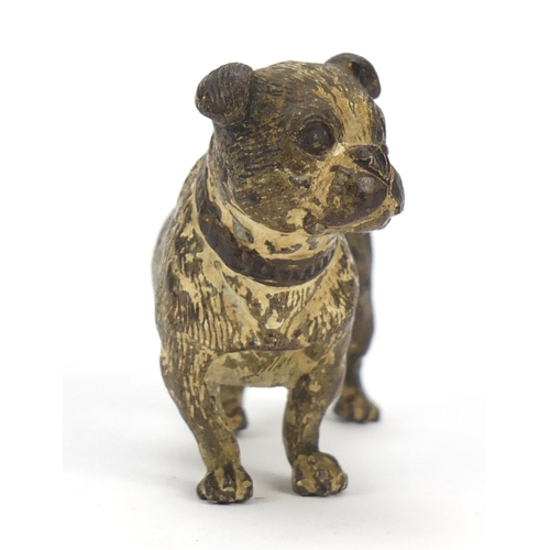 19 - Austrian cold painted bronze Bulldog, possibly by Franz Xaver Bergmann, indistinct impressed marks t... 