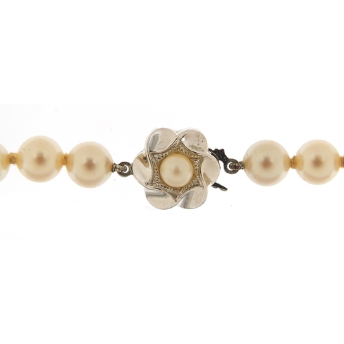 3030 - Simulated pearl necklace with silver clasp housed in a Mikimoto Pearls box, 70cm in length, 48.8g