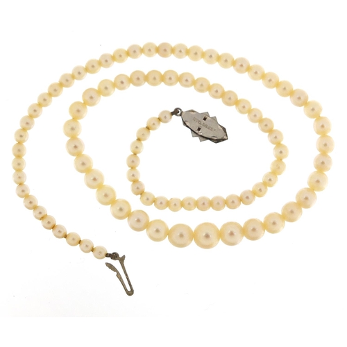 3029 - Graduated cultured pearl necklace with sterling silver marcasite clasp, 38cm in length, 13.6g