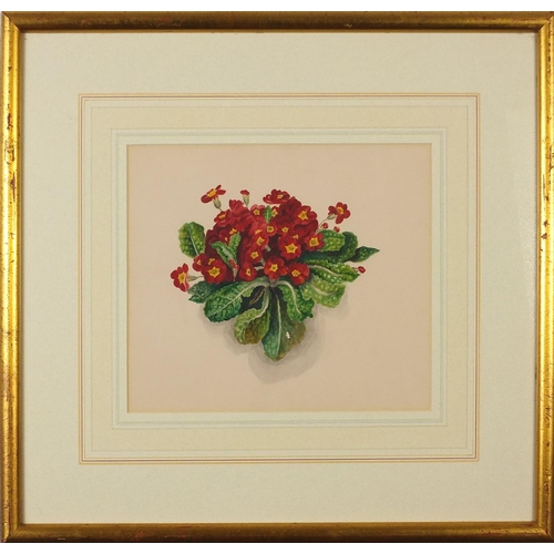 1152 - Still life red flowers, Primulas, watercolour, mounted, framed and glazed, 24cm x 20cm excluding the... 