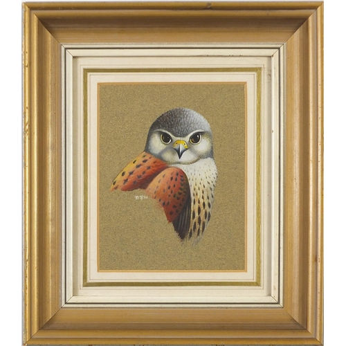 950 - Dennis F Harle - Bird of prey, signed watercolour, details verso, mounted, framed and glazed, 16cm x... 