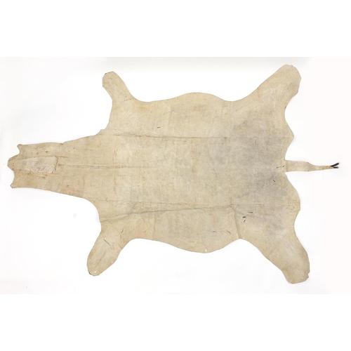 1177 - Taxidermy interest animal zebra hide rug, 244cm x 180cm