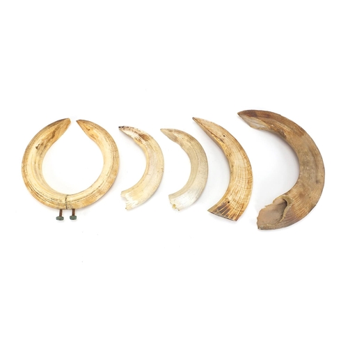 159 - Six hippopotamus ivory teeth, the largest 33.5cm in length