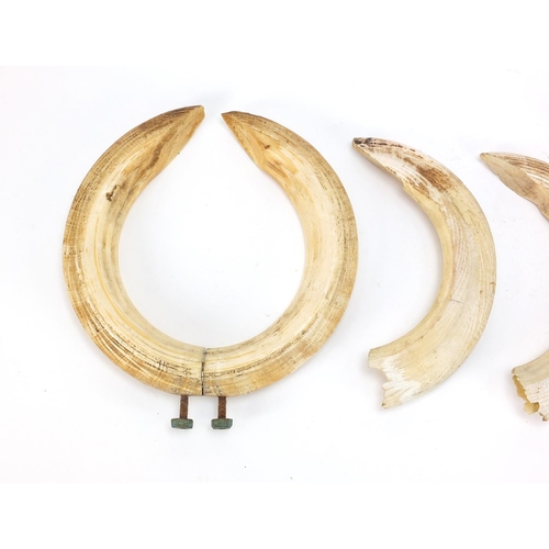 159 - Six hippopotamus ivory teeth, the largest 33.5cm in length