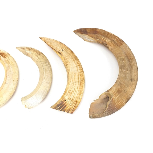 159 - Six hippopotamus ivory teeth, the largest 33.5cm in length