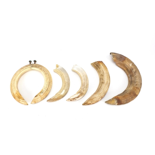 159 - Six hippopotamus ivory teeth, the largest 33.5cm in length