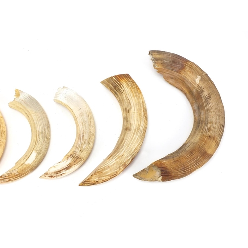 159 - Six hippopotamus ivory teeth, the largest 33.5cm in length