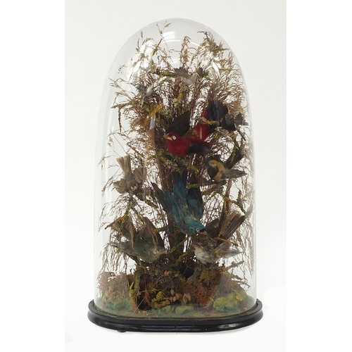 1032 - Victorian taxidermy display of eight exotic birds housed under a glazed dome, 56cm high