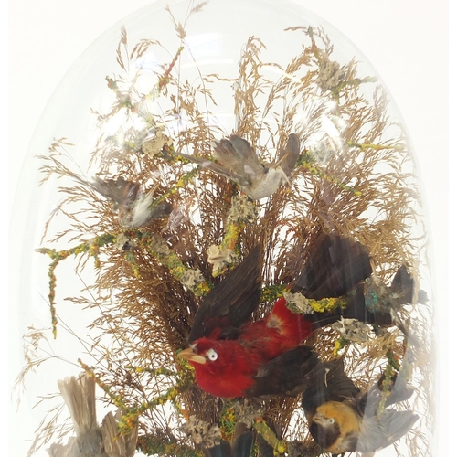 1032 - Victorian taxidermy display of eight exotic birds housed under a glazed dome, 56cm high