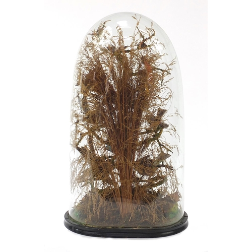 1032 - Victorian taxidermy display of eight exotic birds housed under a glazed dome, 56cm high