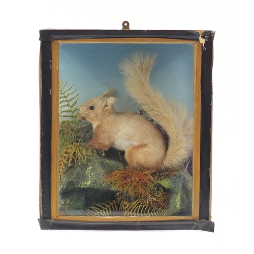 1033 - Victorian taxidermy red squirrel housed in an ebonised display case, 35.5cm H x 30cm W x 14cm D