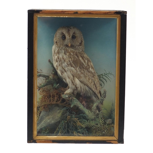 1034 - Taxidermy owl housed in an ebonised glazed display case, 45cm H x 33.5cm W x 17.5cm D