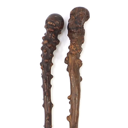 884 - Two antique root wood walking sticks, the largest 75cm in length