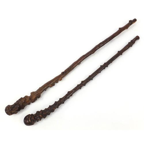 884 - Two antique root wood walking sticks, the largest 75cm in length