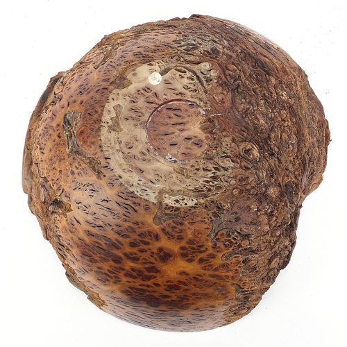 224 - Paul Waters, large Australian jarrah burl bowl with receipt for £237, 16cm high x 45cm wide