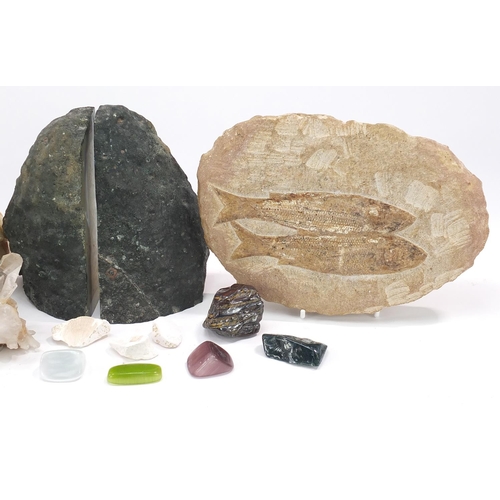 2567 - Fossils, stones and shells including amethyst bookends and fossilised fish, the largest 22cm wide