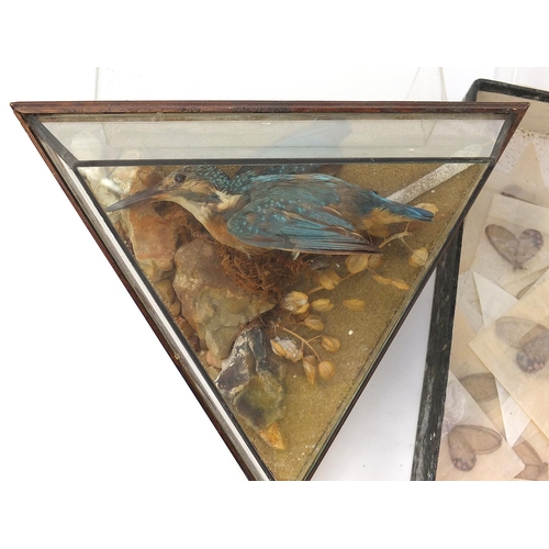 348 - Taxidermy including two kingfishers housed in triangular glazed display cases and a collection of bu... 