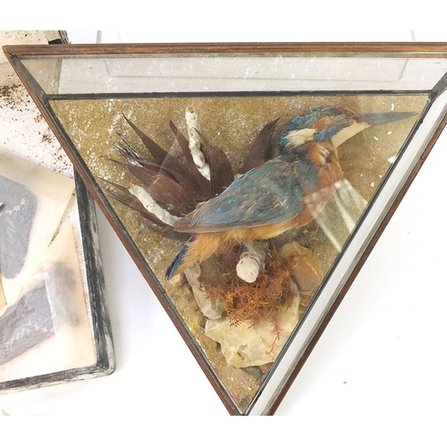 348 - Taxidermy including two kingfishers housed in triangular glazed display cases and a collection of bu... 