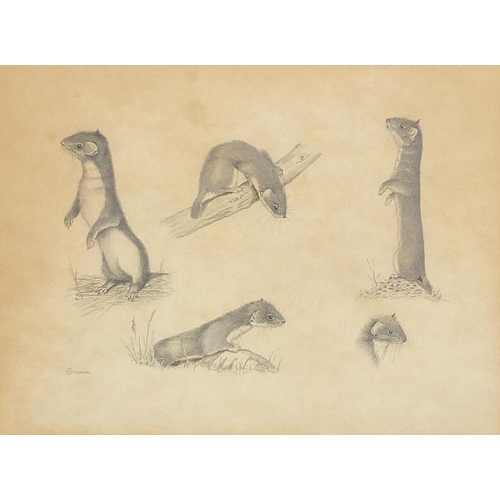 2066 - Edwin (Ted) Chicken - Weasel study, Mustela Nivalis, signed pencil drawings, details verso, mounted,... 