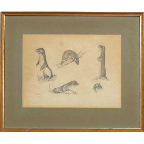 2066 - Edwin (Ted) Chicken - Weasel study, Mustela Nivalis, signed pencil drawings, details verso, mounted,... 