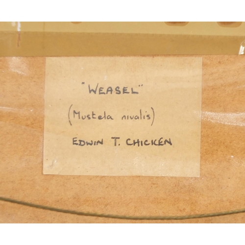 2066 - Edwin (Ted) Chicken - Weasel study, Mustela Nivalis, signed pencil drawings, details verso, mounted,... 