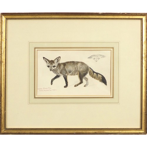 2067 - Richard Fuchs - Study of a fox, inscribed watercolour over pencil, label verso, mounted, framed and ... 