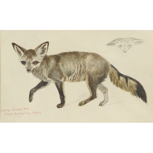 2067 - Richard Fuchs - Study of a fox, inscribed watercolour over pencil, label verso, mounted, framed and ... 