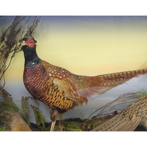 347 - Taxidermy male and female pheasant, housed in an ebonised and glazed naturalistic display case with ... 