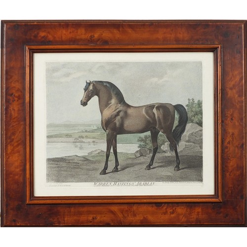 514A - After George Stubbs- Warren Hastings Arabian, hand coloured engraving, framed and glazed, 28.5cm x 2... 