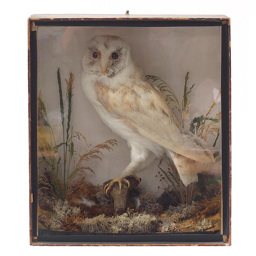 280 - Taxidermy glazed display of a barn owl amongst foliage, the cabinet 41cm high