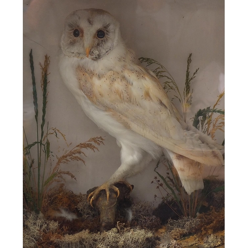 280 - Taxidermy glazed display of a barn owl amongst foliage, the cabinet 41cm high