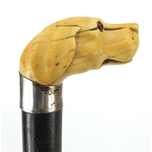 325 - Ebony walking stick with carved ivory pommel in the form of a dog's head with glass eyes, 90cm in le... 