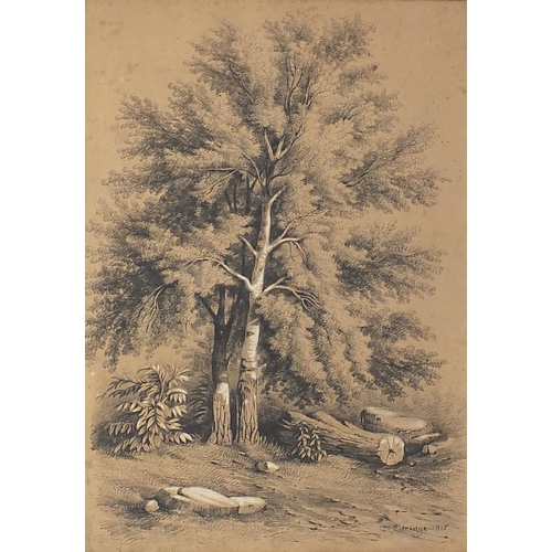 652 - Henry Edridge 1815- Trees, early 19th century heightened pencil drawing, mounted, unframed, 46.5cm x... 