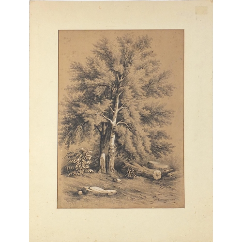 652 - Henry Edridge 1815- Trees, early 19th century heightened pencil drawing, mounted, unframed, 46.5cm x... 