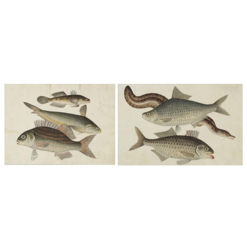 312 - Fish and eels, pair of Chinese watercolours on pith paper, mounted, framed and glazed, each approxim... 