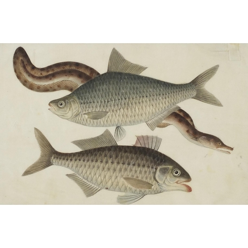 312 - Fish and eels, pair of Chinese watercolours on pith paper, mounted, framed and glazed, each approxim... 