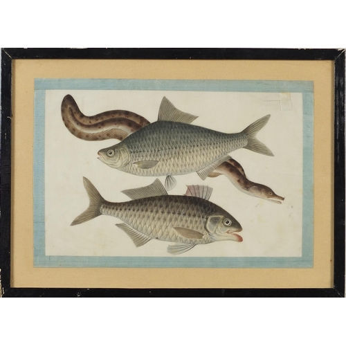 312 - Fish and eels, pair of Chinese watercolours on pith paper, mounted, framed and glazed, each approxim... 