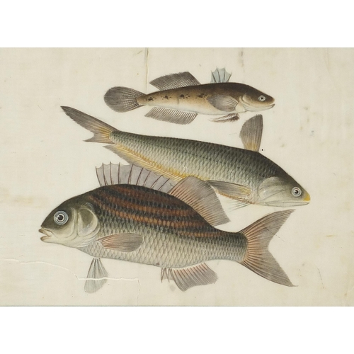 312 - Fish and eels, pair of Chinese watercolours on pith paper, mounted, framed and glazed, each approxim... 