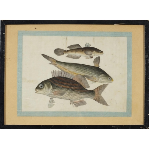 312 - Fish and eels, pair of Chinese watercolours on pith paper, mounted, framed and glazed, each approxim... 