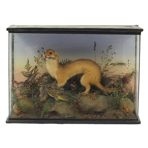 274 - Taxidermy glazed display of a stoat with it's catch amongst foliage, 27cm H x 38.5cm W x 12.5cm D