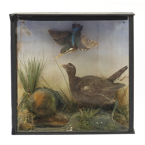 272 - Taxidermy glazed display of a young moorhen and kingfisher amongst foliage, 41.5cm H x 43cm W x 15cm... 