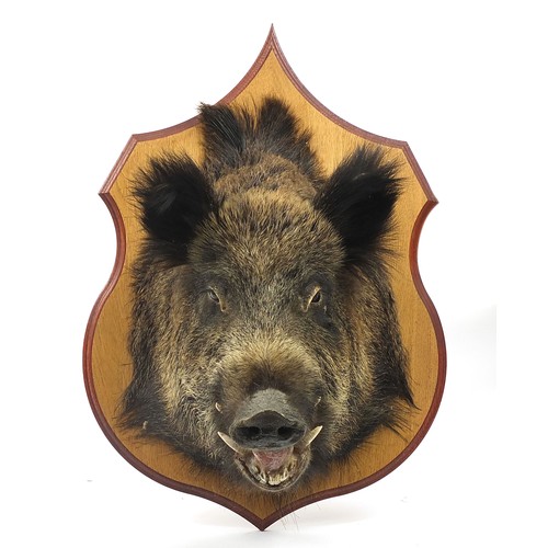 659 - Large taxidermy boar's head on a light wood shield shaped back, the shield 70cm high x 50cm wide, ap... 