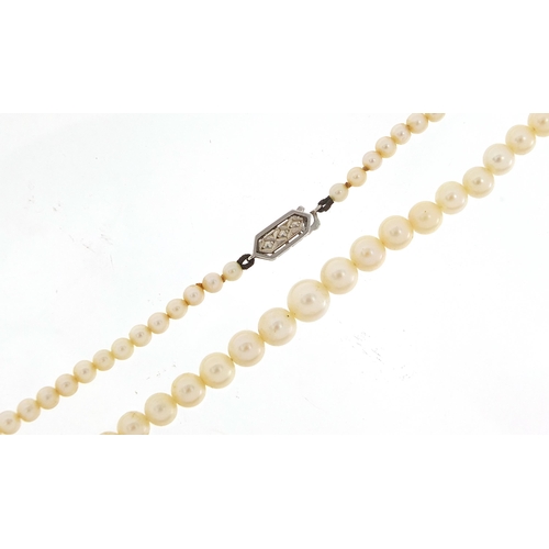 2776 - Graduated cultured pearl necklace with 9ct white gold clasp, housed in a Mikimoto box, 42cm in lengt... 