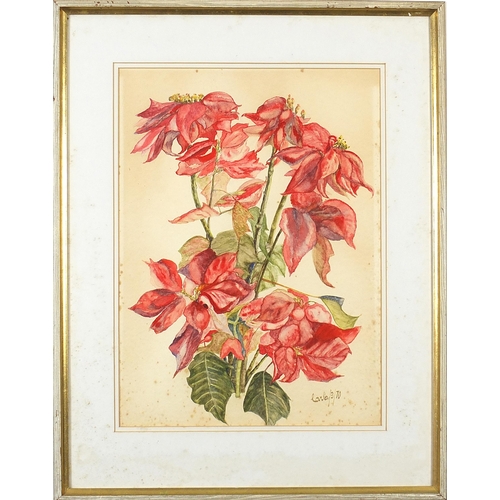 655 - Carla Valer Schnitzer - Pointsettia, watercolour, various labels verso including At the Mall Galleri... 