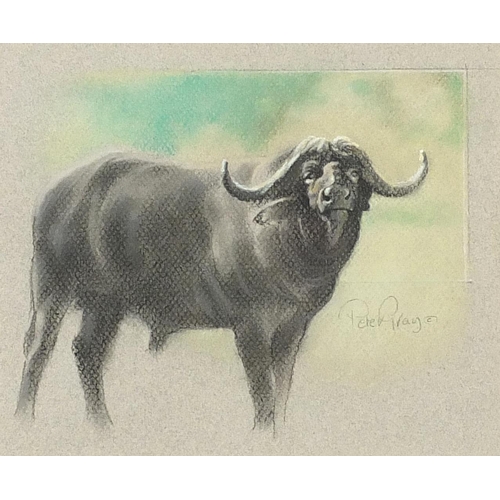 202 - Peter Gray - Study of a buffalo, signed South African pastel, Picasso's Bulawayo label verso, mounte... 